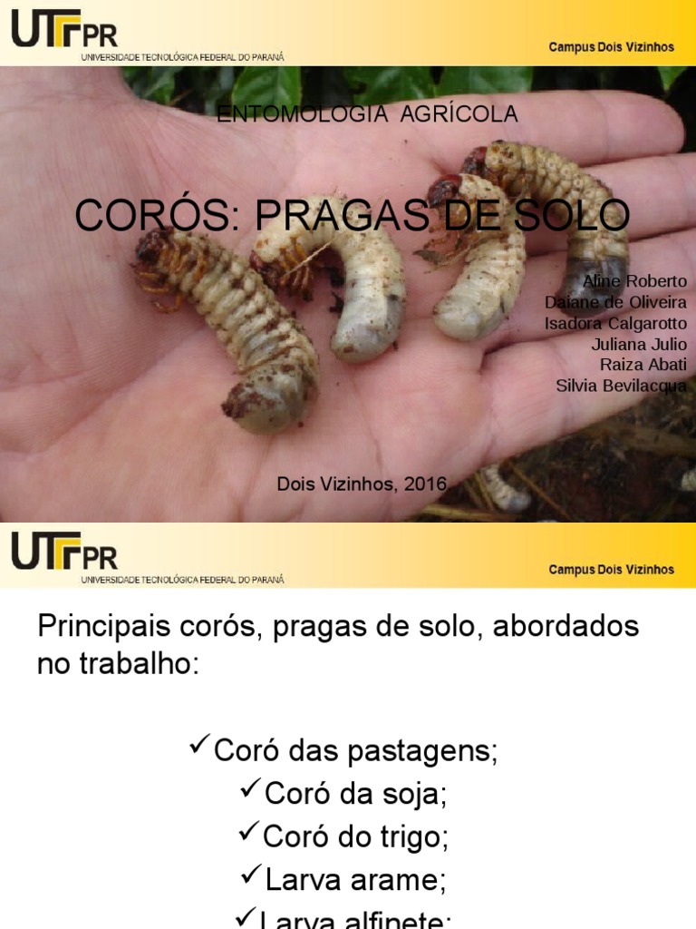 Corós Pdf Raiz Semente