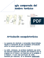 Artrología Comparada Del Miembro Torácico 2 PDF