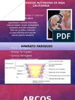 Exposición Embriología - Desarrollo de La Cara y Cuello