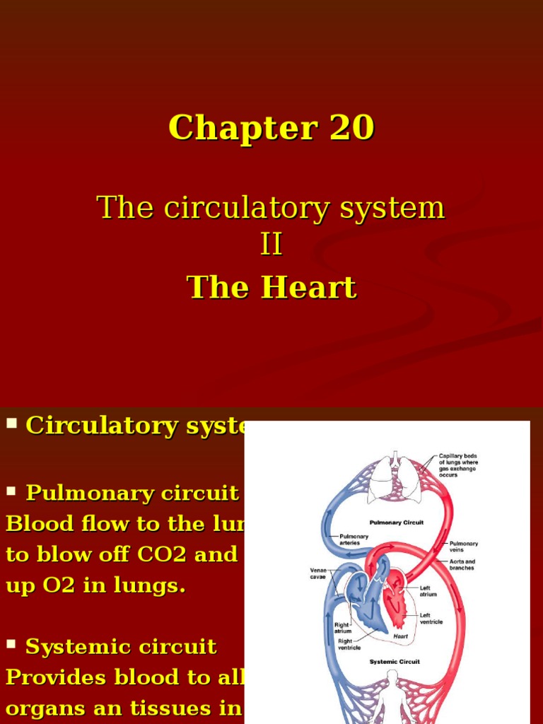 Overview of the Heart's Structure and Function | PDF | Heart Valve ...