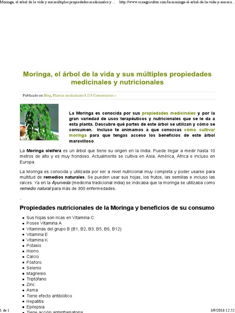 Moringa: cómo consumirla para aprovechar todas sus propiedades - Infobae, image size:768x1024