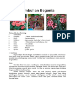 Tumbuhan Begonia-Kampanye Botani Biologi