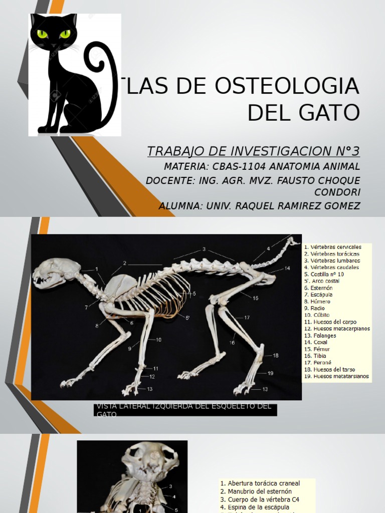 Atlas de Osteologia Del Gato | PDF