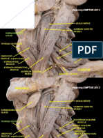 Antero Lateral Region