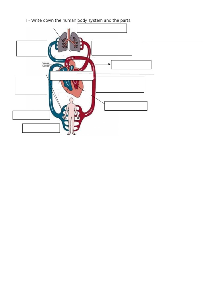 I - Write Down The Human Body System and The Parts | PDF