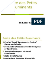 An Introduction to Peste des Petits Ruminants