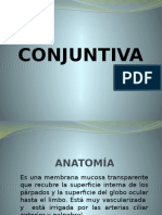 Conjuntiva