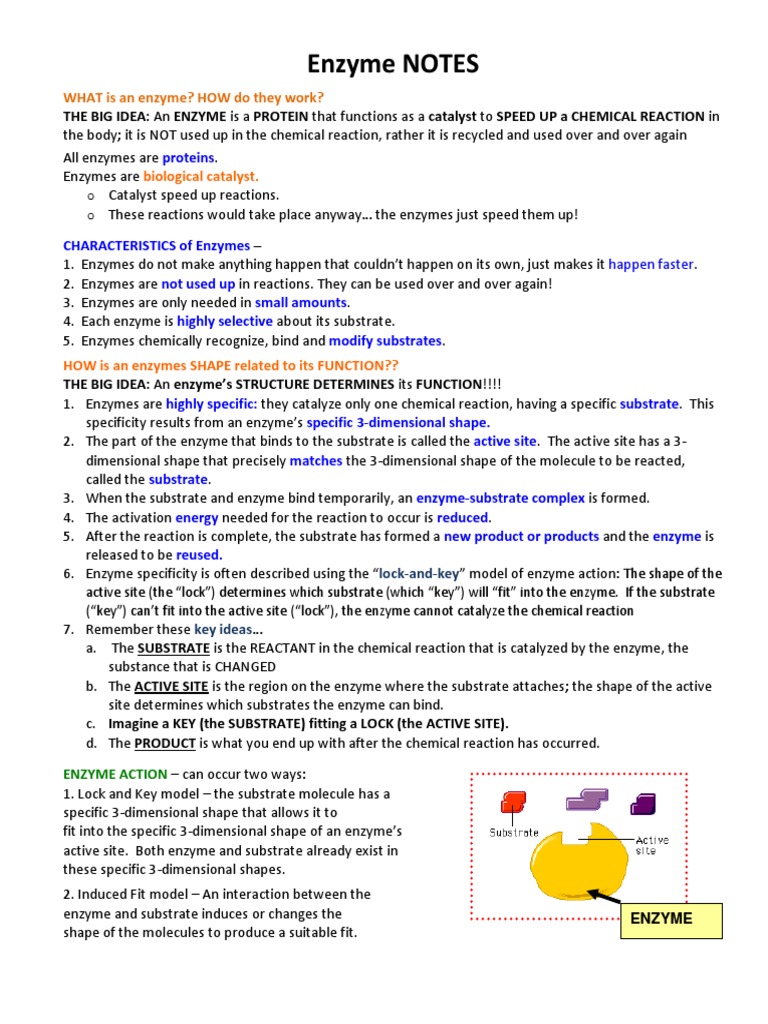 Enzyme Notes | PDF | Active Site | Enzyme