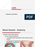 BIO 34 - Lecture 3 (Blood Vessels)