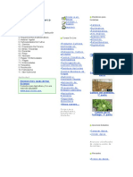 Cultivo del apio, orígenes y requerimientos