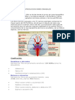 Introduccion Pares Craneales