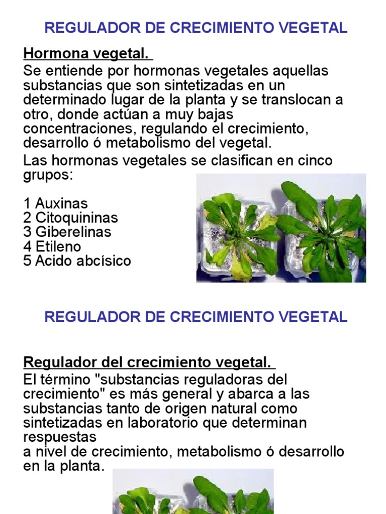 Reguladores de Crecimiento VEGETAL PDF Auxina Fisiología de las