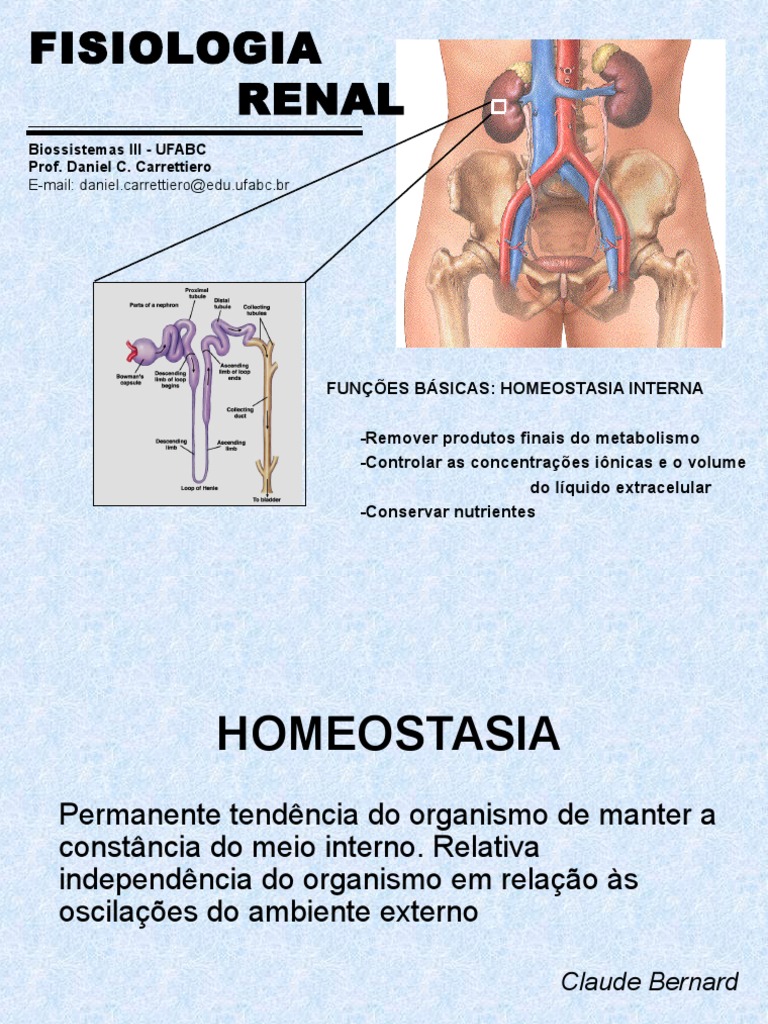 Aula 2 Fisiologia Renal I Função