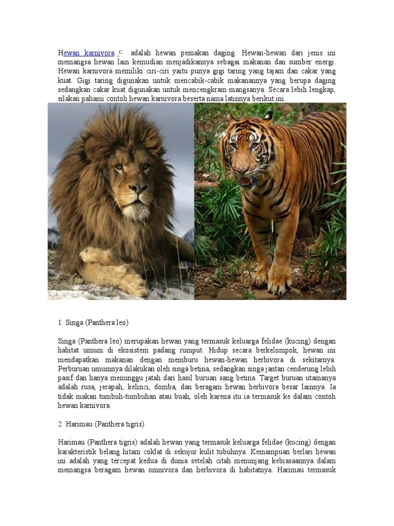 5100 Gambar Hewan Berikut Makanannya Gratis