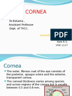 2. Cornea