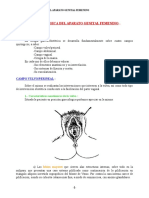 Anatomia Del Aparato Genital Femenino