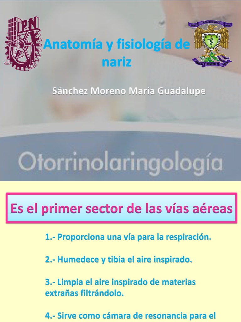Anatomía y fisiología de la nariz | PDF | Cabeza y cuello humanos ...