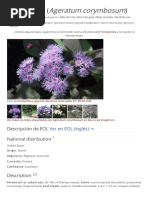 Ageratum CorymbosUM