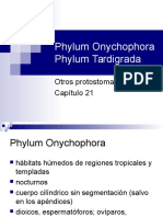 onychophora y tardrigada