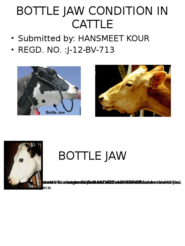 Bottle Jaw PDF Edema Anatomy