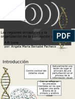 Las Regiones Occipitales y La Organización de La