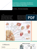 Nervios craneales