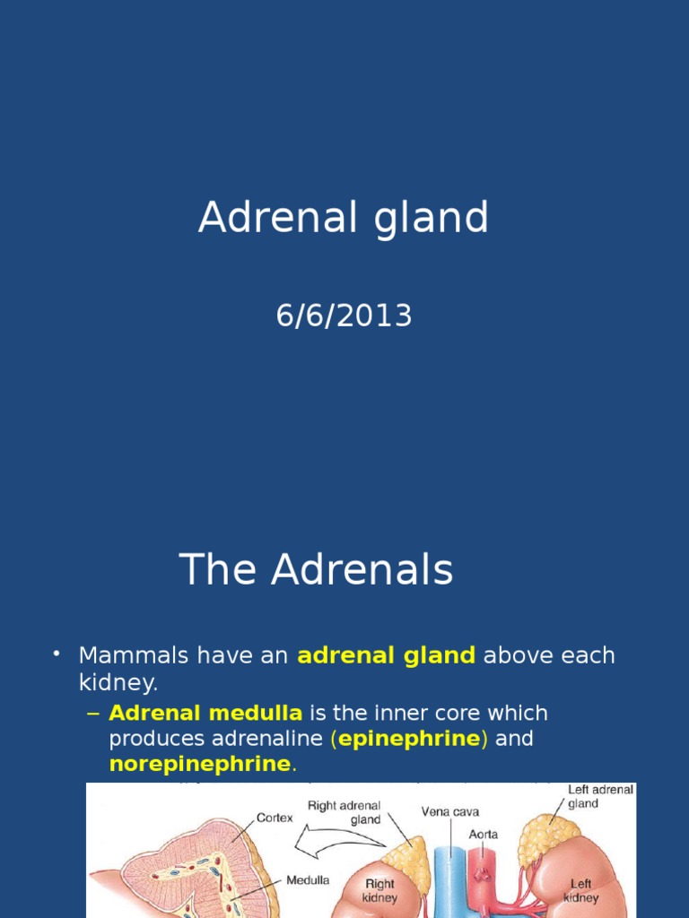 View of Adrenal Gland | PDF | Adrenal Gland | Cortisol