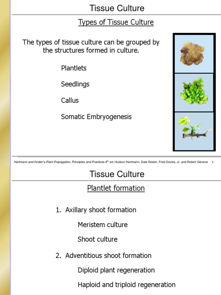 Types of Plant Tissue Culture Explained | PDF | Seed | Developmental ...