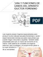 Anatomia Del Aparato Reproductor 