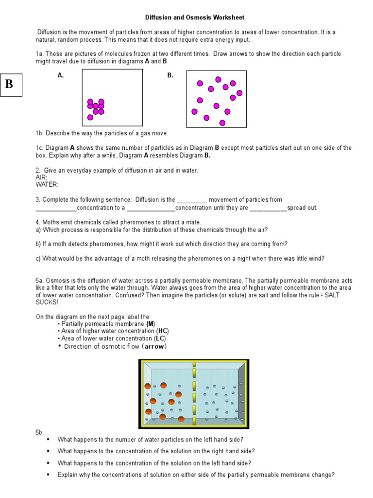 Diffusion And Osmosis Worksheet 1 Osmosis Chemistry