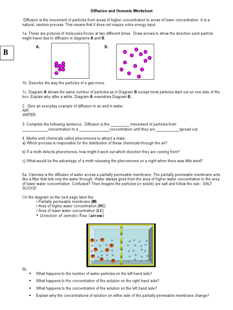 osmosis homework worksheet