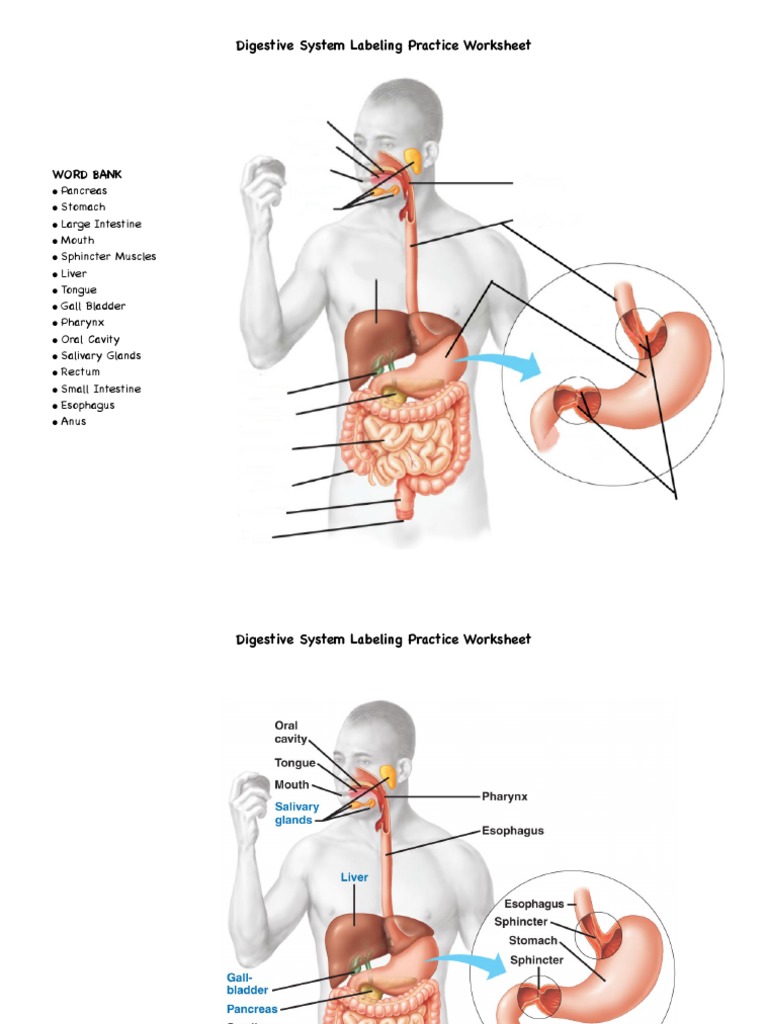 Digestive System Labeling Practice Worksheet.pdf