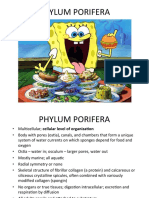 Porifera PDF
