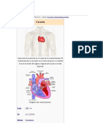 Anatomia Corazon