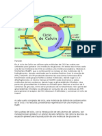 Ciclo de Calvin