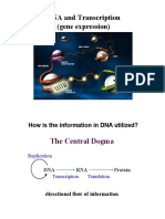 RNA and Transcription (gene expression