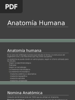 Anatomía Humana