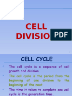 Cell Cycle (Cell Division)