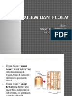 Xilem Dan Floem