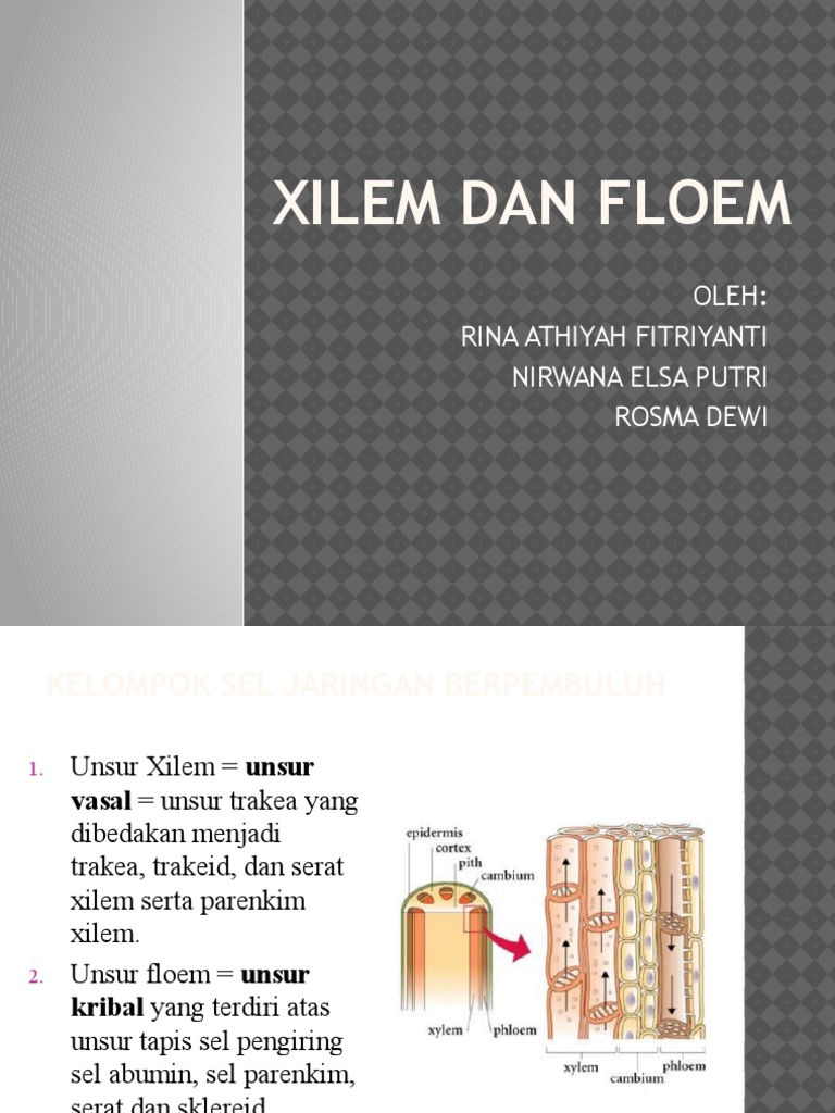 Xilem Dan Floem | PDF