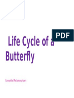 Life Cycle of a Butterfly (ECE Demo)