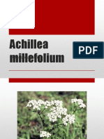283104167-Achillea-millefolium