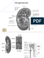 9 filtración glomerular