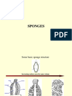 11 Sponges