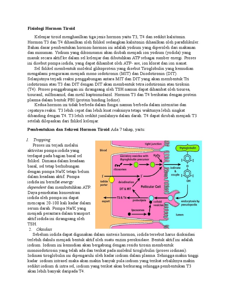 Fisiologi  Hormon Tiroid   Fisiologi  Hormon Tiroid