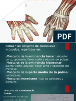 Músculos de La Mano