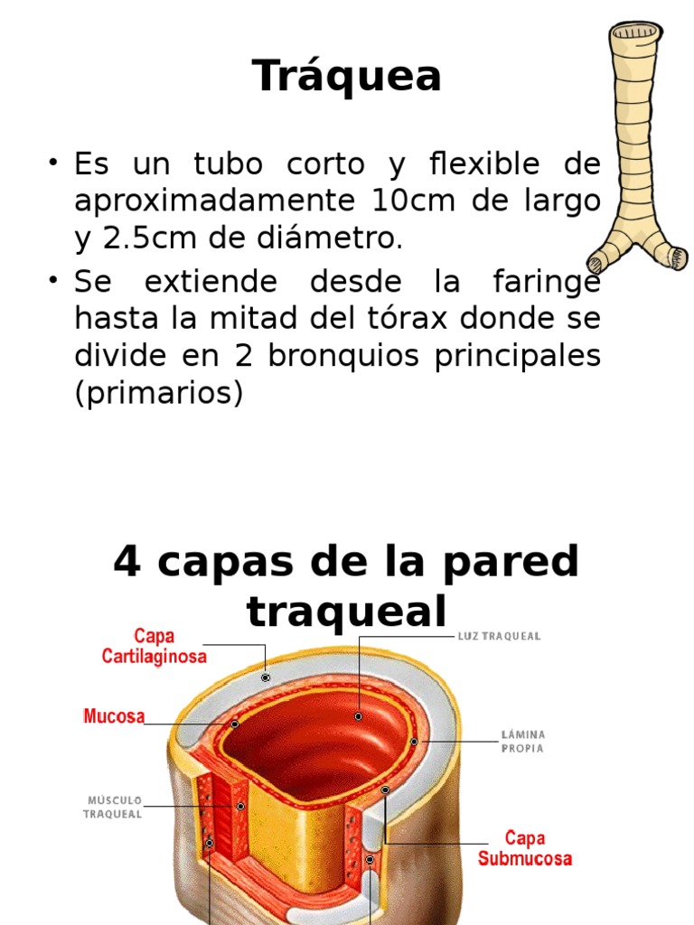 Estructura y Capas de la Tráquea | PDF | Epitelio | Anatomía
