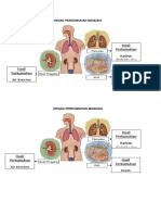 Organ Perkumuhan Manusia