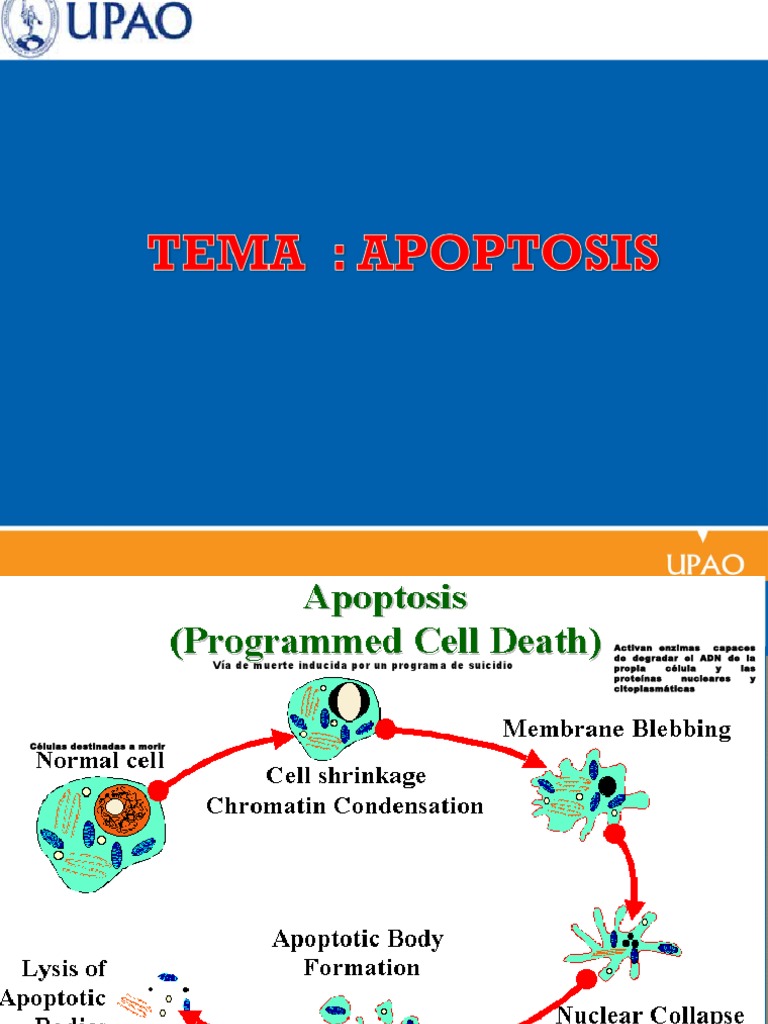 Apoptosis | PDF | Bcl 2 | Apoptosis