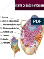 Ribosomas Sistema Endomembranas Modificado